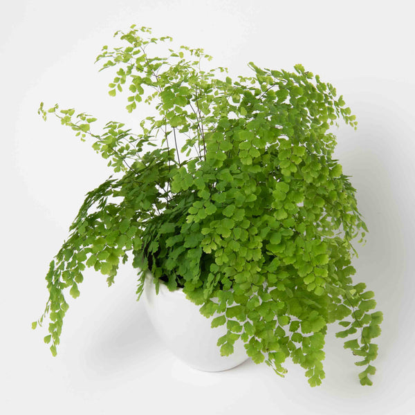 Medium Maidenhair Fern Plant