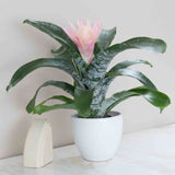 Bromeliad Aechmea Pink Plant
