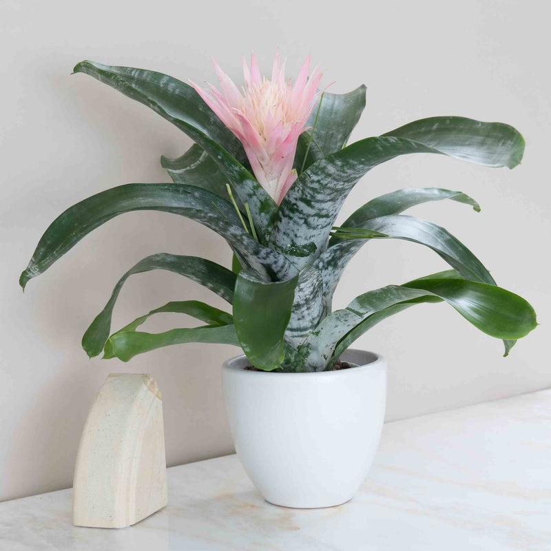Bromeliad Aechmea Pink Plant