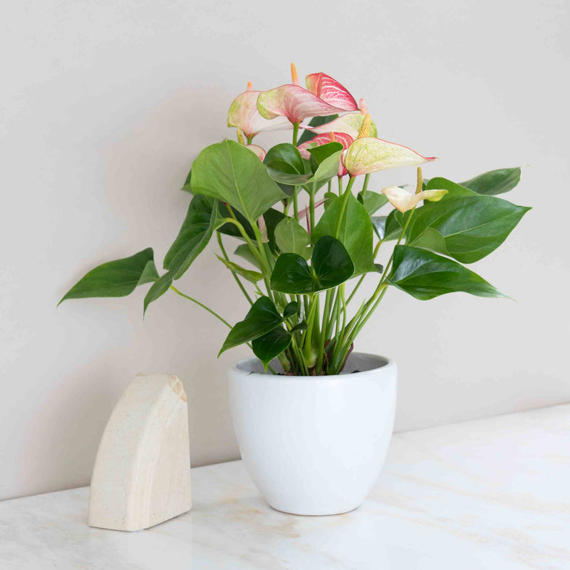 Variegated Pink & White Anthurium Plant