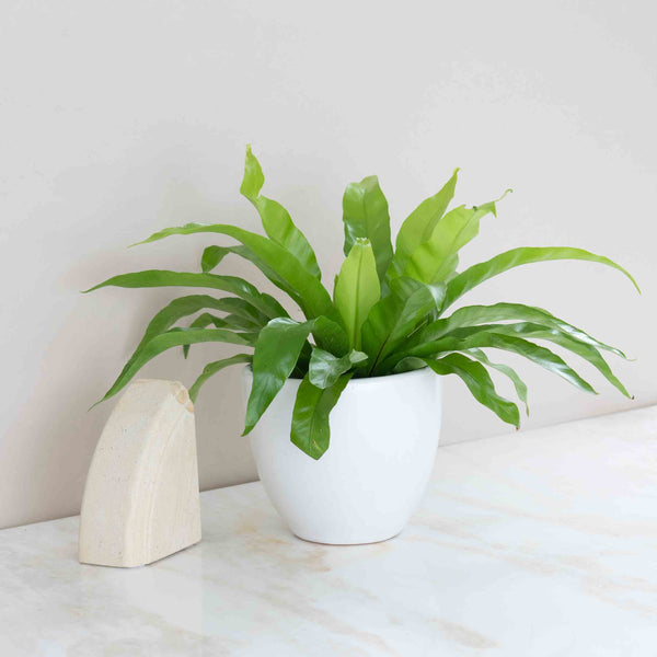 Bird's Nest Fern Plant