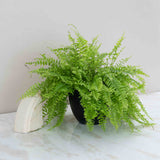 Boston Fern Plant
