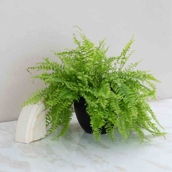 Boston Fern Plant