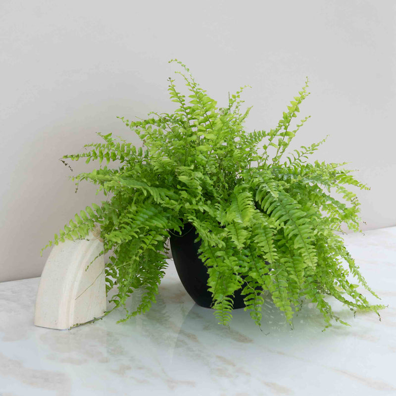 Boston Fern Plant