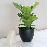 Fiddle Leaf Fig Plant