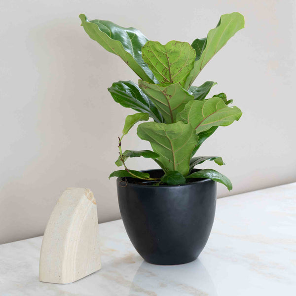 Fiddle Leaf Fig Plant