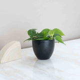 Pothos Plant