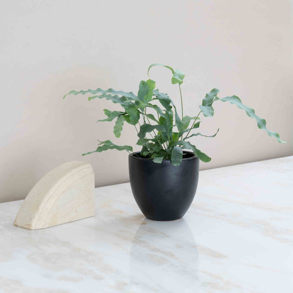 Bear's Paw Fern Plant