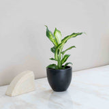 Diffenbachia Camille Plant