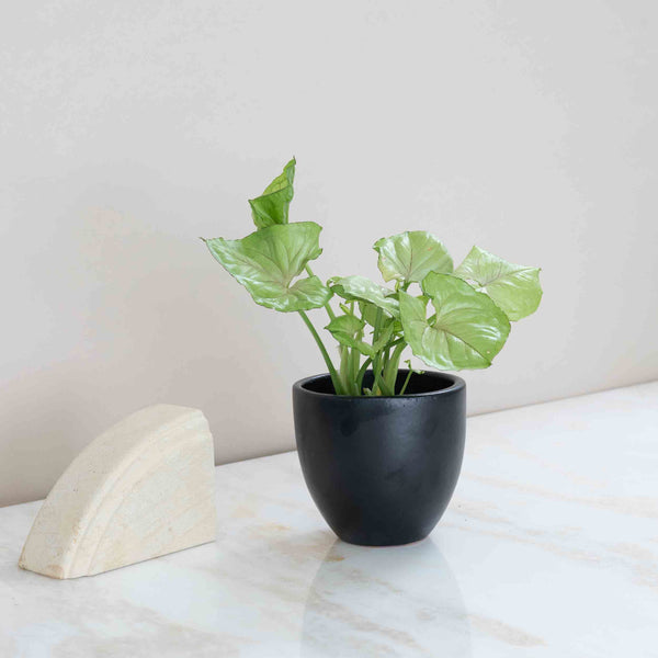 Arrowhead Plant