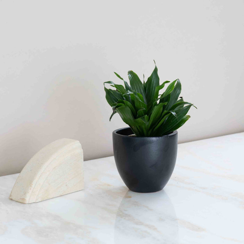 Janet Craig Dracaena Plant