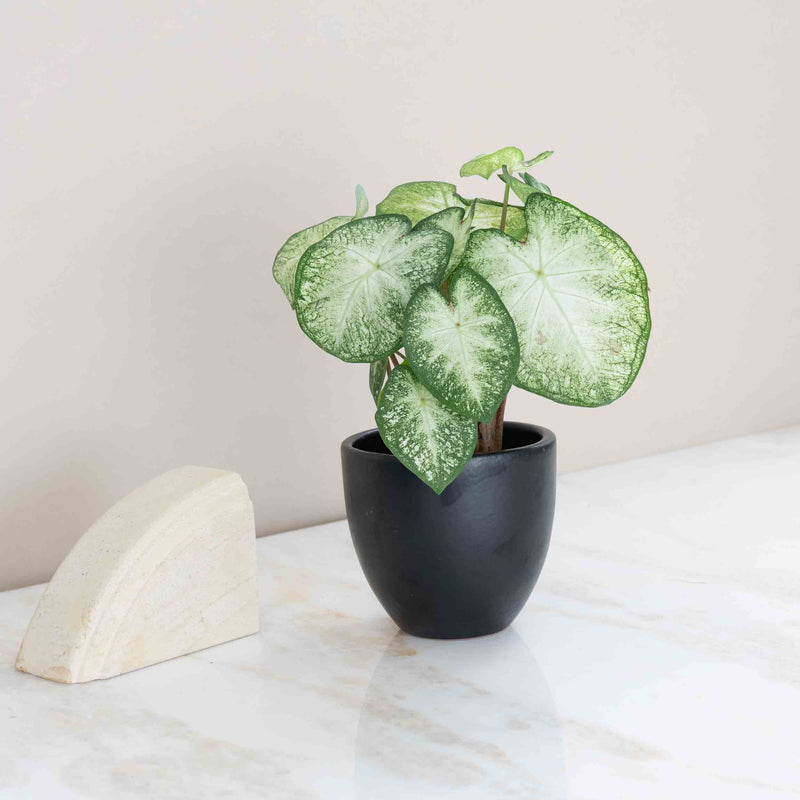 Caladium Plant