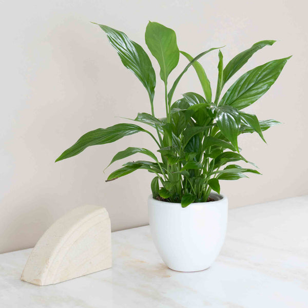 Peace Lily Plant