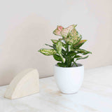 Aglaonema Lady Valentine Plant