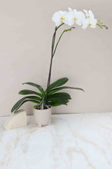 Phalaenopsis White Orchid Plant
