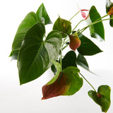 Blush Anthurium Plant