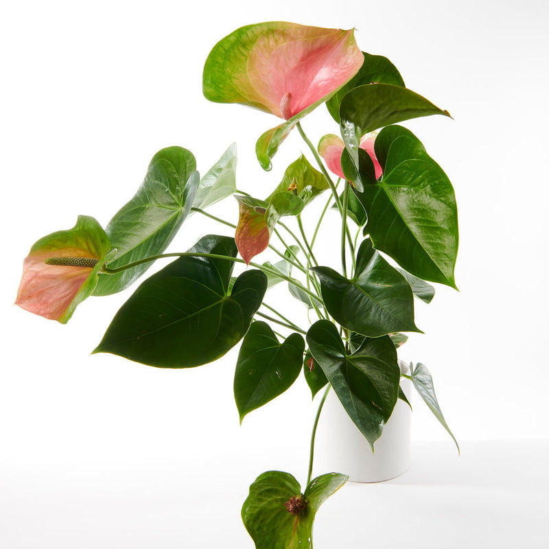 Blush Anthurium Plant