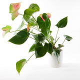 Blush Anthurium Plant