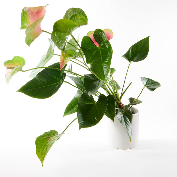 Blush Anthurium Plant